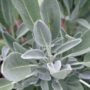 Sweet Sage Plant Seeds - Herbal Plant