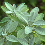 Sweet Sage Plant Seeds - Herbal Plant