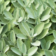 Sweet Sage Plant Seeds - Herbal Plant