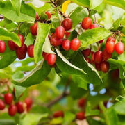 Sweet Scarlet Berry Seeds