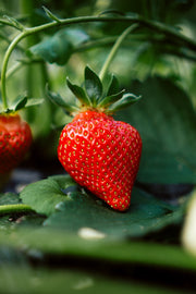 Strawberry Seeds – Fragaria × ananassa