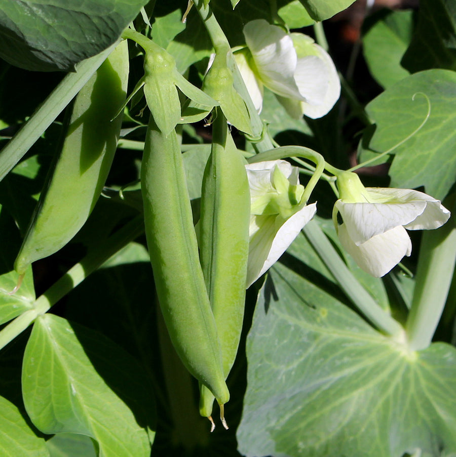 Sugar Snap Pea Seeds – Pisum sativum var. macrocarpon