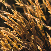 Fragrant Vanilla Sweet Vernal Seeds, Herbal