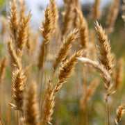Fragrant Vanilla Sweet Vernal Seeds, Herbal