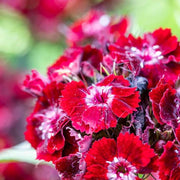 Dianthus Barbatus Sweet William Seeds