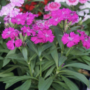 Dianthus Seeds – Dianthus chinensis