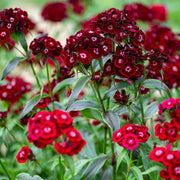 Maroon Sweet William Seeds