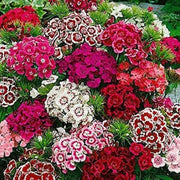 Mixed Colors Sweet William Seeds