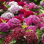 Mixed Colors Sweet William Seeds
