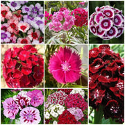Sweet Seeds, Dianthus barbatus Flower Seeds