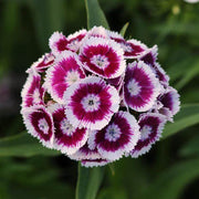 Sweet Seeds, Dianthus barbatus Flower Seeds