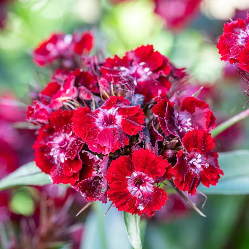 Dianthus Barbatus Sweet William Seeds