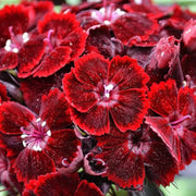 Dianthus Barbatus Sweet William Seeds
