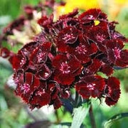 Maroon Sweet William Seeds