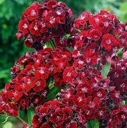 Maroon Sweet William Seeds