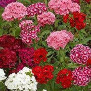 Mixed Colors Sweet William Seeds