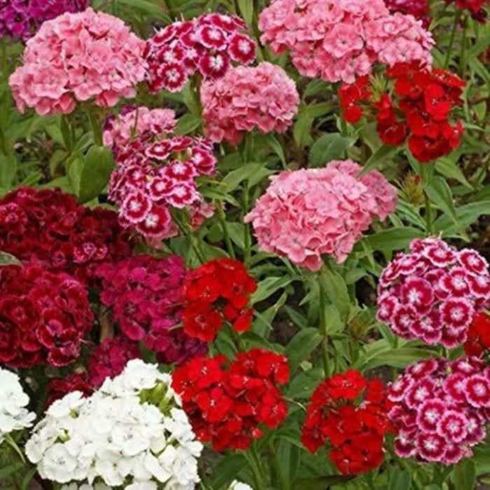 Mixed Colors Sweet William Seeds