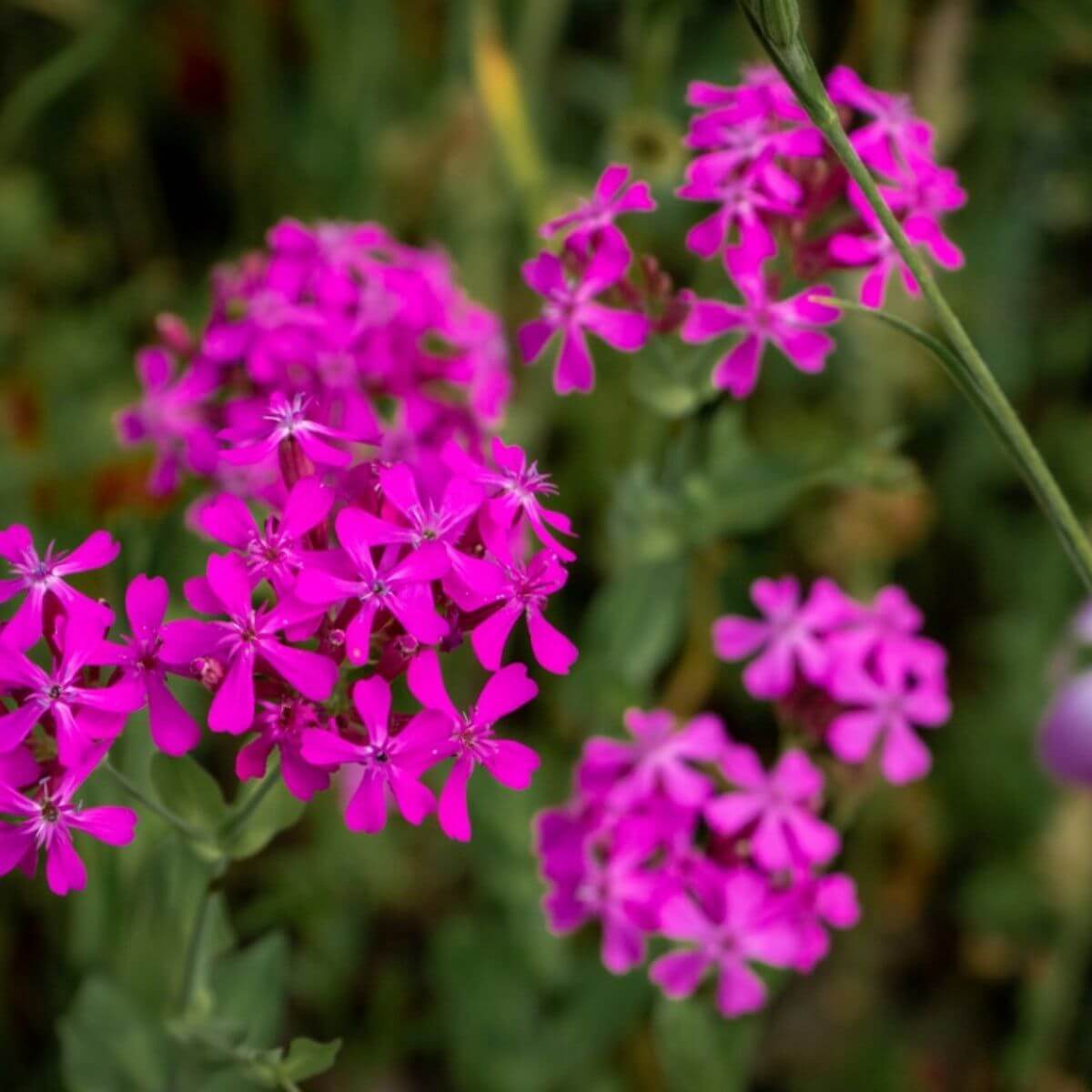 Silene armeria Sweet William Seeds