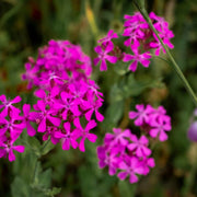 Silene armeria Sweet William Seeds