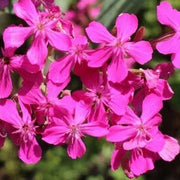Silene armeria Sweet William Seeds