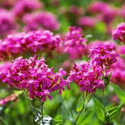 Silene armeria Sweet William Seeds