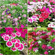 Sweet Seeds, Dianthus barbatus Flower Seeds