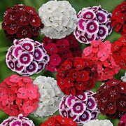 Sweet Seeds, Dianthus barbatus Flower Seeds