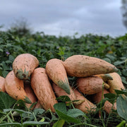Sweet Winter Squash Seeds