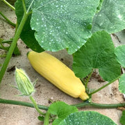 Sweet Winter Squash Seeds