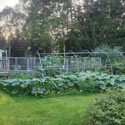 Sweet Winter Squash Seeds