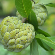 Custard Apple Seeds, Annona squamosa Fruit Seeds