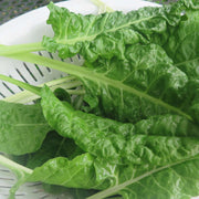 Green Swiss Chard Seeds