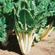 Lucullus Swiss Chard Seeds