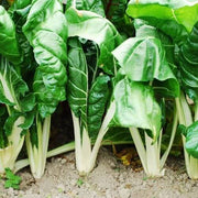 Fordhook Swiss Chard Seeds