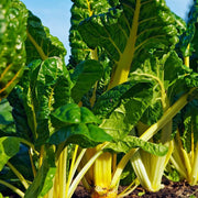 Green Swiss Chard Seeds