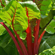 Red Swiss Chard Seeds