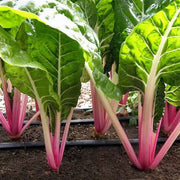 Swiss Chard Seeds - All In One For Home Gardens