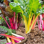Swiss Chard Seeds - All In One For Home Gardens