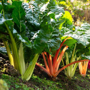 Swiss Chard Seeds - All In One For Home Gardens