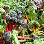Swiss Chard Seeds - All In One For Home Gardens