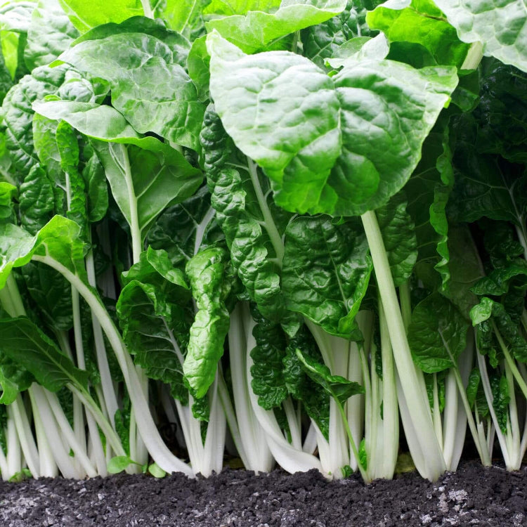 Fordhook Swiss Chard Seeds