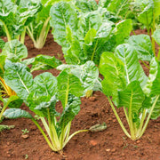 Swiss Chard Seeds – Beta vulgaris subsp. vulgaris