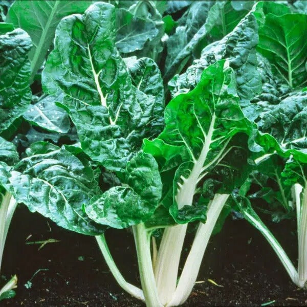 Lucullus Swiss Chard Seeds