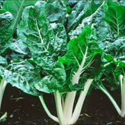 Lucullus Swiss Chard Seeds