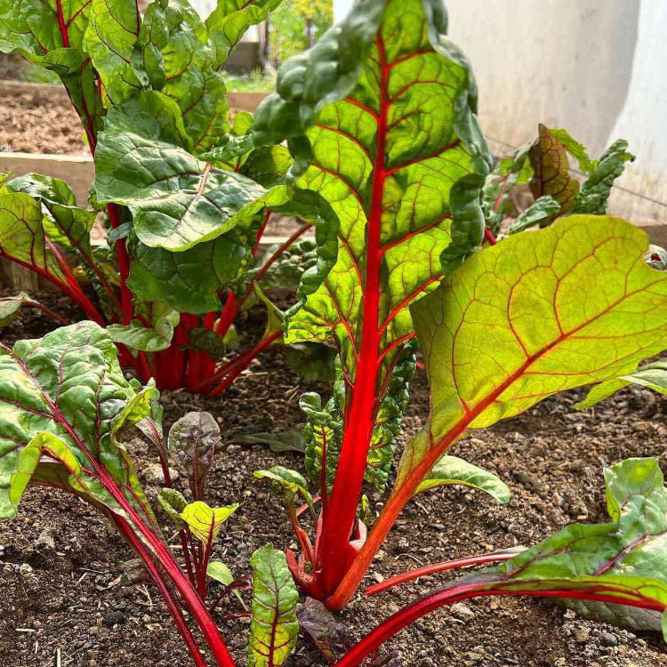 Red Swiss Chard Seeds