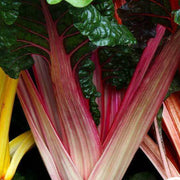 Standard Swiss Chard Seeds
