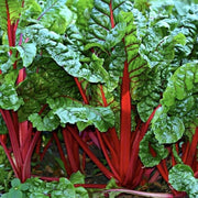 Standard Swiss Chard Seeds