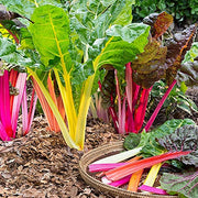 Standard Swiss Chard Seeds
