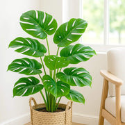Swiss Cheese Plant Seeds - Tropical Ornamental Houseplant Seeds for Planting