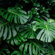Swiss Cheese Plant Seeds - Tropical Ornamental Houseplant Seeds for Planting